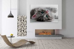 Cat cute