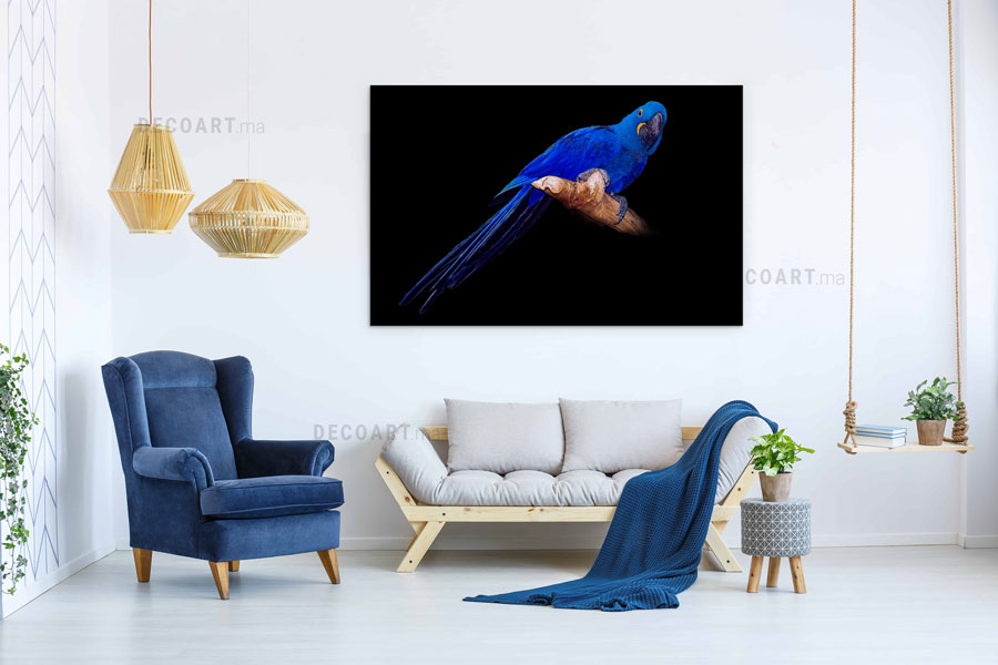 parrot bird prix maroc