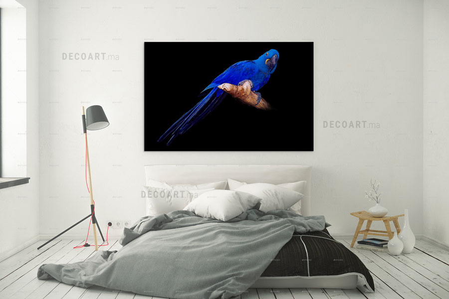 parrot bird