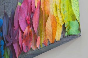 Des fleurs de l&rsquo;automne