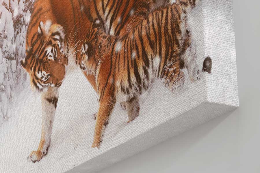 Tigr koshka priroda – Image 3